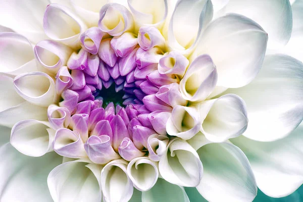 Witte Dahlia Bloem Florale Achtergrond — Stockfoto