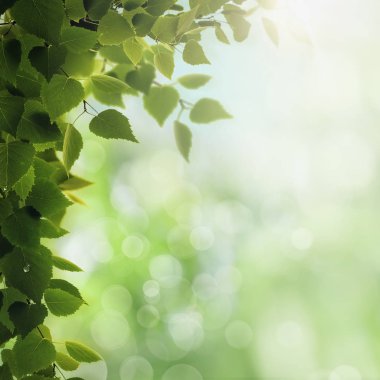 Mevsimlik arka plan bitki örtüsü ve parlak güneş ışığı ile