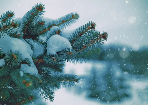 Abstrakter Saisonaler Hintergrund Mit Ästen Und Schnee — Stockfoto