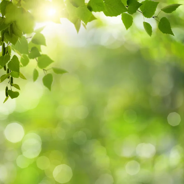 Fundo Ambiental Abstrato Com Folhagem Verde Bokeh — Fotografia de Stock