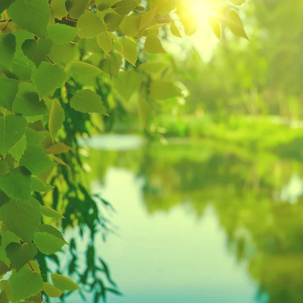 Abstracte Seizoensgebonden Achtergrond Met Loof Rivier Stralende Zon — Stockfoto