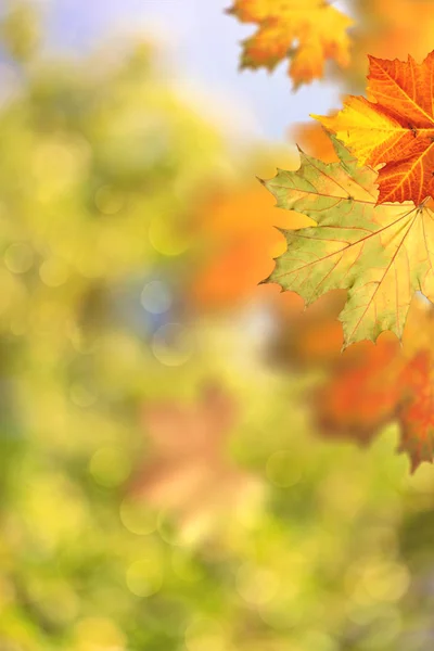 Beau Fond Saisonnier Avec Feuilles Érable Couleurs Vives — Photo