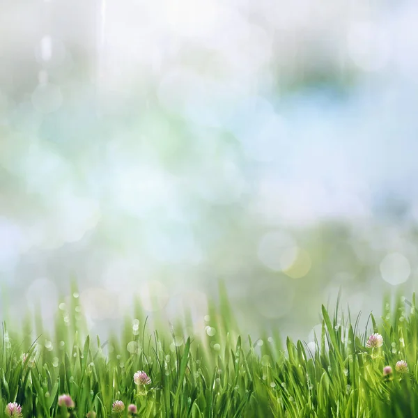 Beauty Summer Day Smokey Meadow Environmental Background — Stok Foto