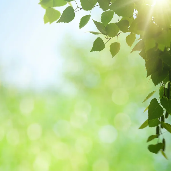 Ekologické Pozadí Abstraktní Zelené Listoví Bokeh — Stock fotografie