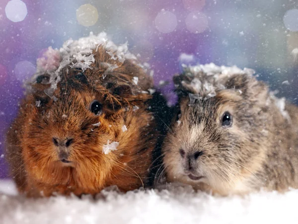 Couple Guinea Pigs Snowfall Looking Camera Abstract Winter Background — Stock Photo, Image