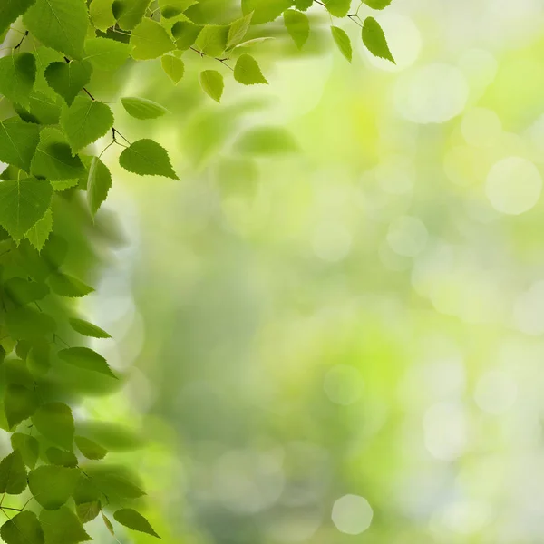 Abstrakte Umwelt Hintergrund Mit Grünem Laub Und Bokeh — Stockfoto