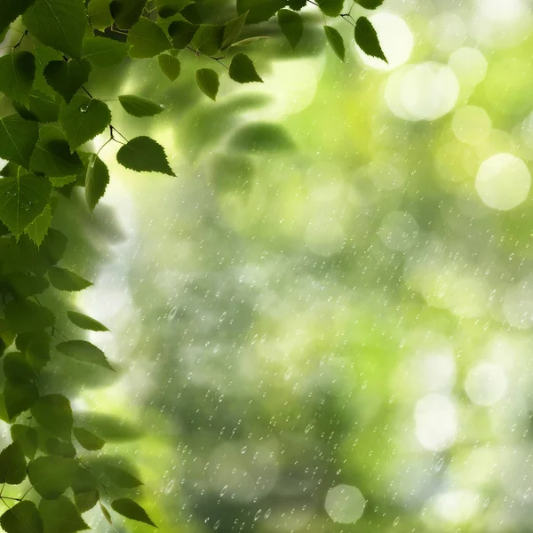Streszczenie Tło Środowiska Zielonych Liści Bokeh — Zdjęcie stockowe