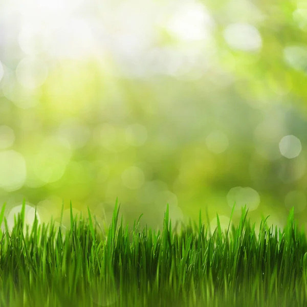 Jasne Tło Sezonowe Zielonej Trawy Pięknem Bokeh — Zdjęcie stockowe