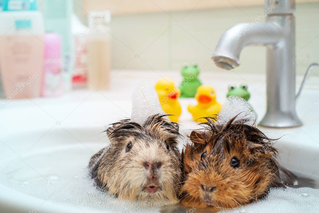 Couple of funny guinea pigs animals having bath together.
