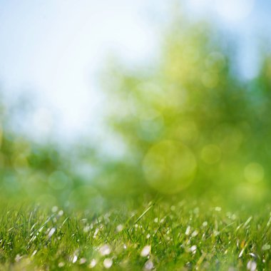 Yeşillik, yeşillik ve bokeh ile sağlıklı bir geçmişi var.