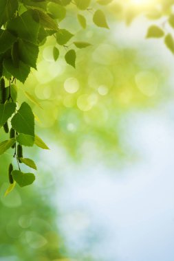 Yeşillik, yeşillik ve bokeh ile sağlıklı bir geçmişi var.
