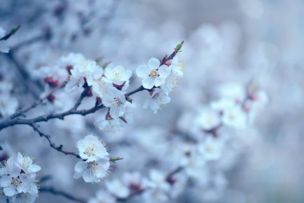 Piękne wiosenne tła z kwitnącym drzewem i pięknem bok — Zdjęcie stockowe