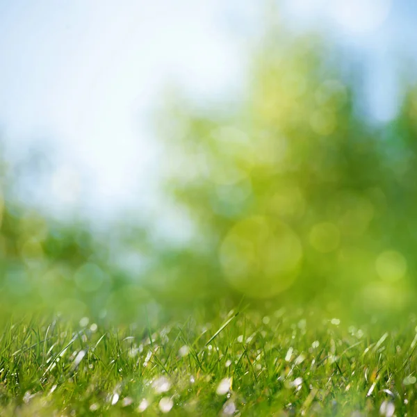 Skönhet hälsosam bakgrund med lövverk, grönt gräs och bokeh — Stockfoto
