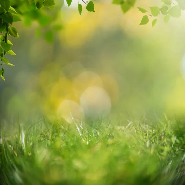 Schönheit gesunde Hintergründe mit Laub, grünem Gras und Bokeh — Stockfoto