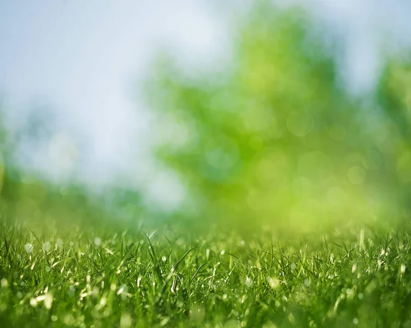 Skönhet hälsosam bakgrund med lövverk, grönt gräs och bokeh — Stockfoto