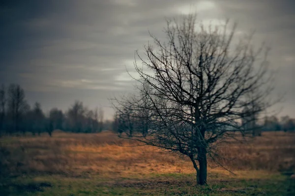 Vahşi doğa ve ölü ağaçlarla dolu ürkütücü Cadılar Bayramı manzarası