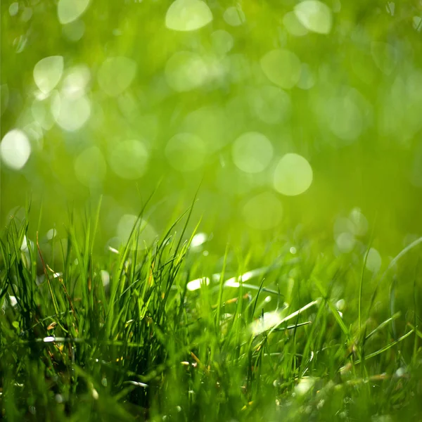 Schönheit gesunde Hintergründe mit Laub, grünem Gras und Bokeh — Stockfoto