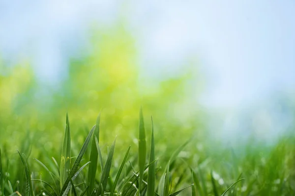 葉、緑の草、ボケと美しさの健康的な背景 — ストック写真