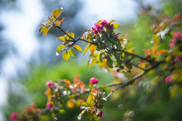 Fundos bela primavera com árvore florescente e beleza bok — Fotografia de Stock