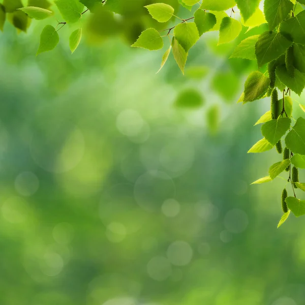 Belleza fondos saludables con follaje, hierba verde y bokeh — Foto de Stock