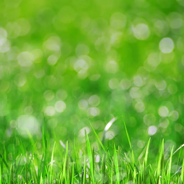 Beleza fundos saudáveis com folhagem, grama verde e bokeh — Fotografia de Stock