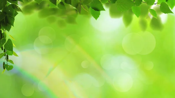 Abstract art backgrounds with green foliage. Environmental backgrounds