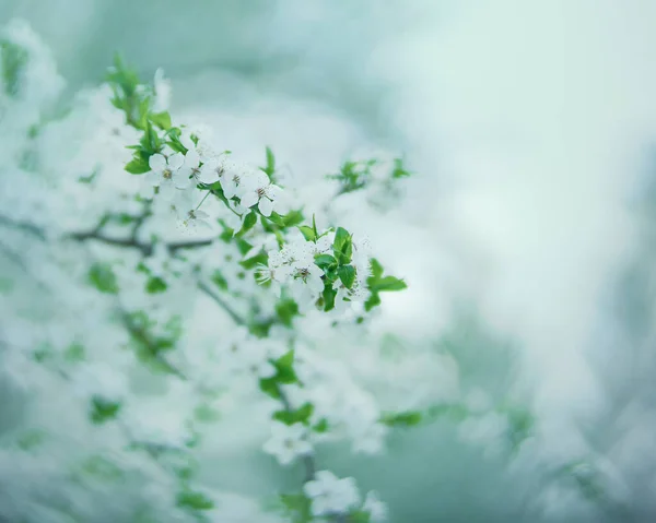 光秃秃的苹果树 季节背景 — 图库照片