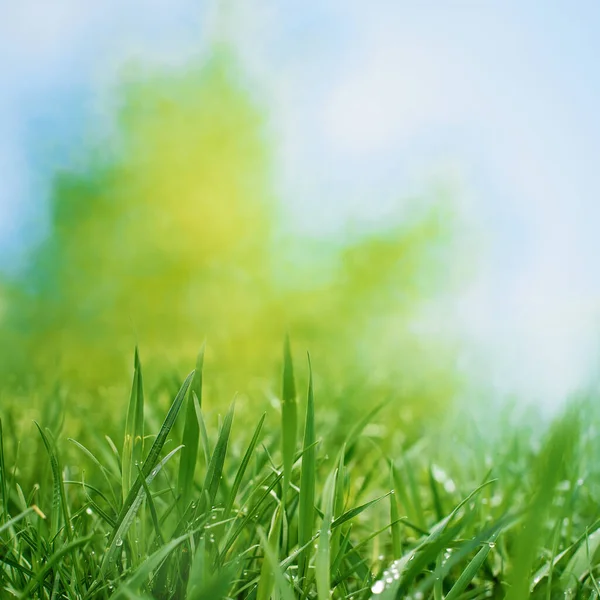 Sfondi Arte Astratti Con Fogliame Verde — Foto Stock