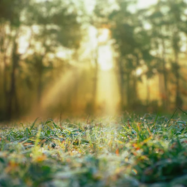 Φθινόπωρο Εποχιακό Φόντο Πρωινή Δροσιά Και Ηλιαχτίδα — Φωτογραφία Αρχείου