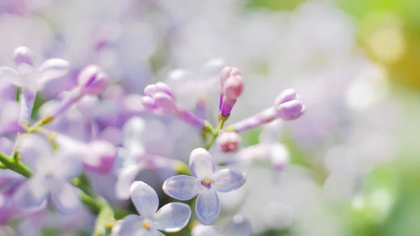 Blooming Lila Säsongsbunden Naturlig Bakgrund — Stockfoto