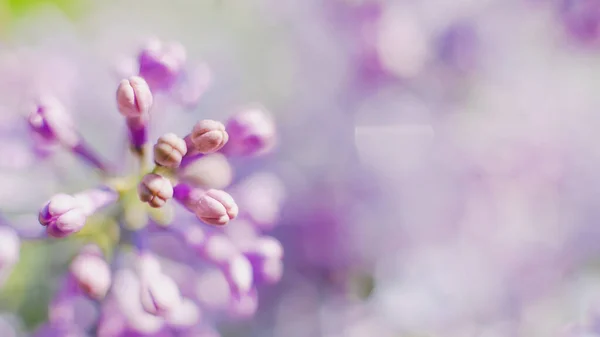 百合花紫丁香 季节性自然背景 — 图库照片