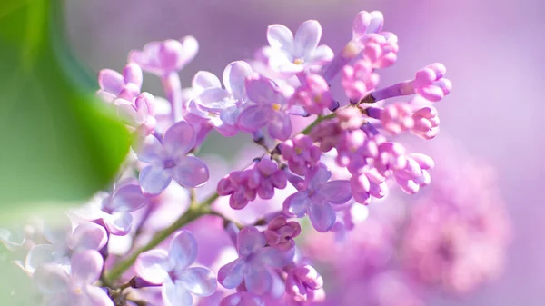 Blühender Flieder Natürliche Saisonale Hintergründe — Stockfoto