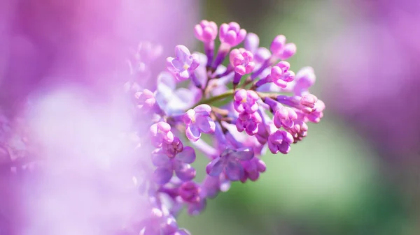 ライラックが咲いてる 四季の自然背景 — ストック写真