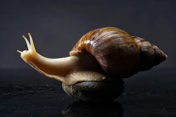 Alone Snail Wet Background Abstract Backgrounds — Stock Photo, Image
