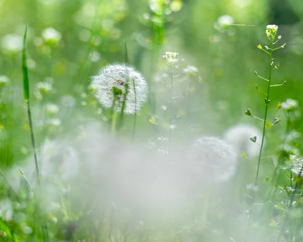 Dandelion Meadow Seasonal Natural Backgrounds Shallow Depth Field — Stock Photo, Image