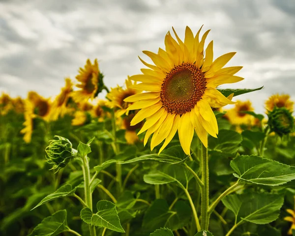 Summer Sunflowers Field Agriculture Rural Background — Stock Photo, Image