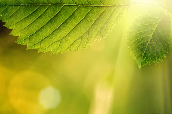 Blatt Auf Einem Baum Wald Natur Grünes Holz Sonnenlicht Hintergründe — Stockfoto