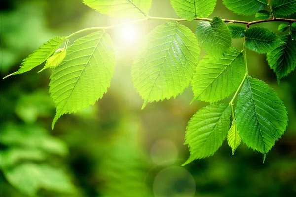 Liści Drzewie Lesie Natura Tło Zielony Światło Słoneczne Drewna Wiosna — Zdjęcie stockowe