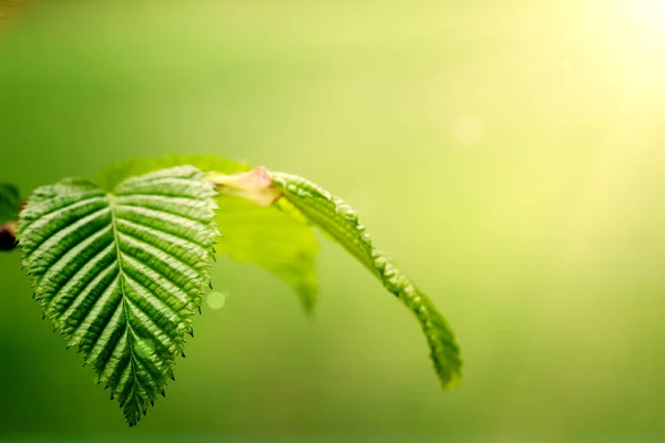 Folha Uma Árvore Floresta Natureza Verde Madeira Fundos Luz Solar — Fotografia de Stock