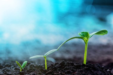 Yağmurda yerde yetişen eski bir tohum..