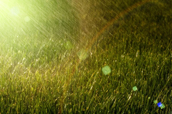 Der Regen Liegt Auf Dem Gras — Stockfoto