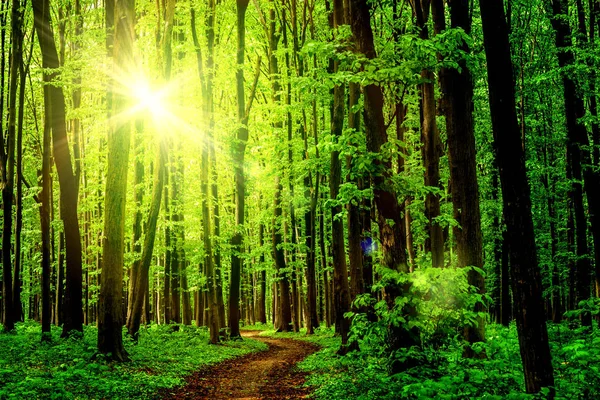 Alberi Della Foresta Natura Verde Sfondi Luce Solare Legno Cielo — Foto Stock