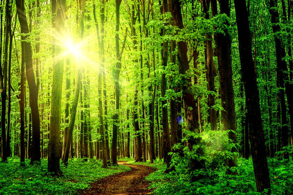 Forest trees. nature green wood sunlight backgrounds. sky