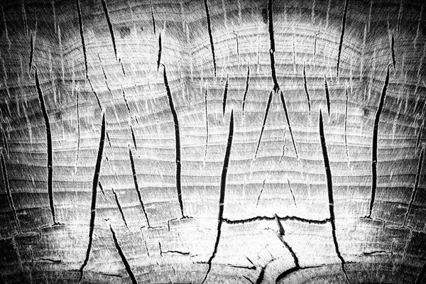 木树桩的灰色背景 — 图库照片