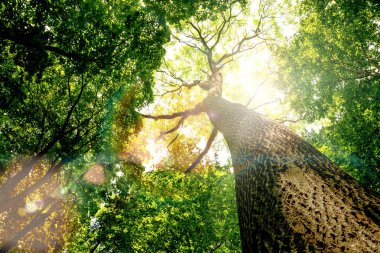 Orman ağaçları. doğa yeşil ağaç güneş ışığı arka. gökyüzü 