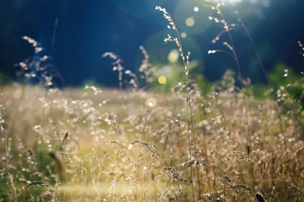 Dry Meadow Grass Stock Image