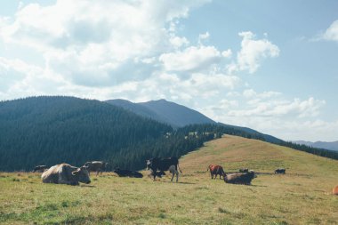 Dağlardaki bir inek otlatmak