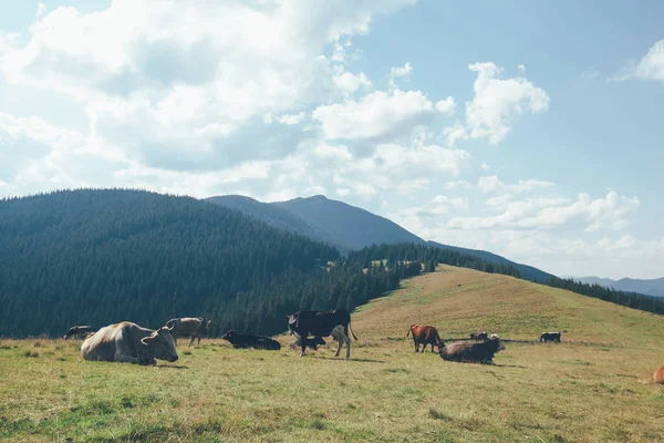 Dağlardaki bir inek otlatmak