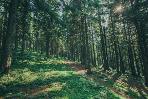 一棵自然树。有阳光背景的森林中的通路. — 图库照片