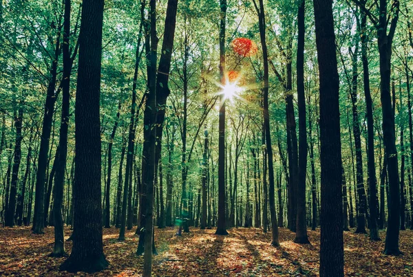 Höstens skogsträd. — Stockfoto